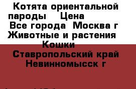 Котята ориентальной пароды  › Цена ­ 12 000 - Все города, Москва г. Животные и растения » Кошки   . Ставропольский край,Невинномысск г.